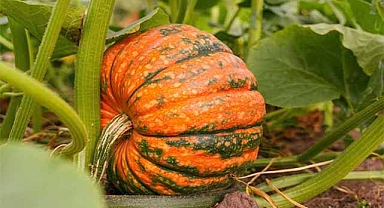 Buzluktan Çıkan Bal kabağı Fırında Nasıl Pişirilir?